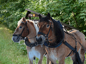 Max und Eros - die Pferde des Nationalparks Harz