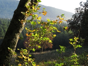 Herbstlicher Einstieg ins Odertal, Foto: Walter Wimmer