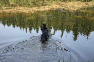 Urlaub mit Hund im Harz - Badespaß