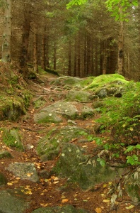 Der Alexanderstieg zu den Wolfsklippen - Wandern im Harz