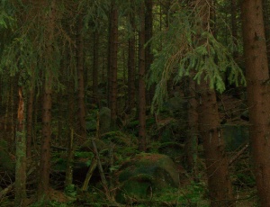 Urwald im Harz bei den Wolfsklippen