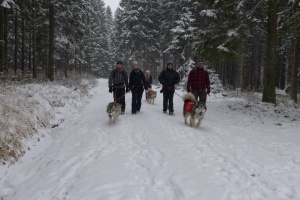 Schlittenhunde Wanderung im Winterurlaub