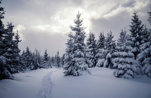 Harz Winterwanderung Schnee Winterwald