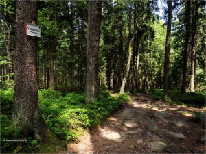 Urige Wanderwege im Harz hier Nähe Schnarcherklippen