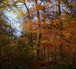 Ilsetal Wanderung Herbst