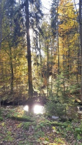 Harz Wandern im Elendstal
