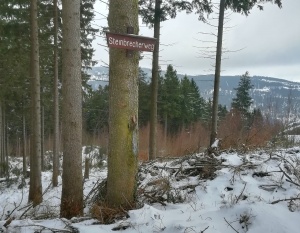 Winterwanderung Harz zur Kästeklippe bei Bad Harzburg